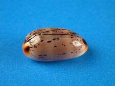 Cypraea isabella controversa for sale  Shipping to Ireland