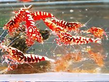 Galaxy red caridina for sale  WORCESTER