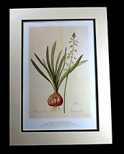 Relatively Tall Drimia Plant Flower Floral Botanical Print Lilies Joseph Redoute for sale  Shipping to South Africa