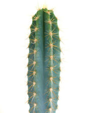 Used, PILOSOCEREUS AZUREUS 24cm high very blue 37MB for sale  Shipping to South Africa
