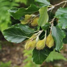 Fagus sylvatica green for sale  IPSWICH