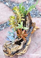 Rustic succulent arrangement for sale  Buckeye
