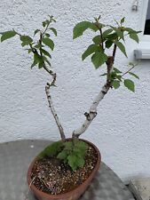 Bonsai birkenbaum utdoor gebraucht kaufen  Essenbach