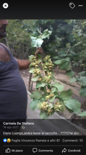 Albero frutto noccioleto usato  Giffoni Valle Piana