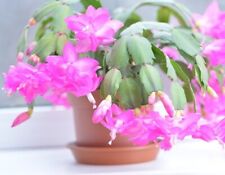 Bouture schlumbergera buckleyi d'occasion  Toulouse-