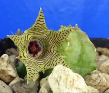 504 Huernia thuretii, phyto available for sale  Shipping to Canada