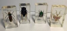 Insect taxidermy resin for sale  BRADFORD