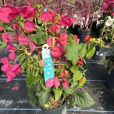 Bougainvillea cerise red for sale  HELSTON