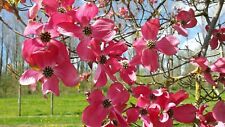 Cornus florida red for sale  Walterboro