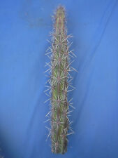 Stenocereus alamosensis aka for sale  Tucson