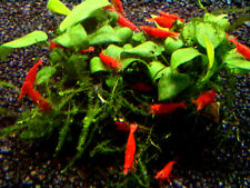 Freshwater red cherry for sale  WORCESTER