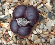 Lithops lesliei fred for sale  SIDMOUTH