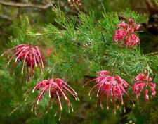 Grevillea olympic flame for sale  MARCH