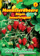 Monatserdbeere erdbeeren rüge gebraucht kaufen  Borstel-Hohenraden
