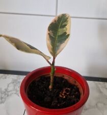 Weissbunter gummibaum ficus gebraucht kaufen  Deutschland