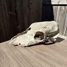 Cow bull skull for sale  Broken Arrow