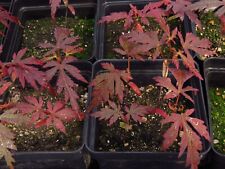 Acer palmatum atropurpureum for sale  Rochester