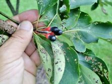 Used, 20 SASSAFRAS SEEDS - Sassafras albidum for sale  Shipping to South Africa