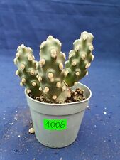 Tephrocactus molinensis 1006p for sale  Shipping to South Africa