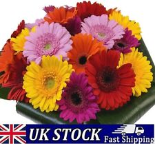 Gerbera jamesonii daisy for sale  LONDON