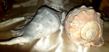 Pair conches large for sale  LIVERPOOL