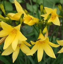 Day lily yellow for sale  LONDON