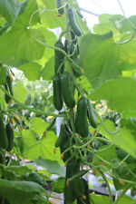 Cucumber plug plants for sale  PRESTON