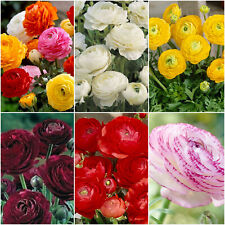 Ranunculus bulbs corms for sale  MELTON MOWBRAY