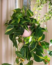 Philodendron scandens brazil usato  Italia