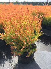 Thuja occ. fire for sale  DUDLEY