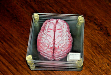 specimen brain coasters for sale  Bartlett