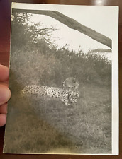 Vintage photograph cheetah for sale  GLOSSOP