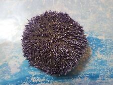 Superb sea urchin for sale  Shipping to Ireland