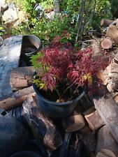 Japanese maples for sale  Oregon City