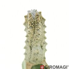 Euphorbia abdelkuri potø5 usato  Cortona
