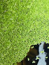 500 duckweed floating for sale  Shipping to Ireland