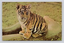 Postcard bengal tiger for sale  DERBY
