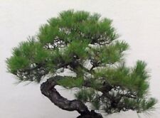 Pino Negro Japonés - Pinus Thunbergii - Ideal para Bonsái 50 Semillas Frescas, usado segunda mano  Embacar hacia Argentina