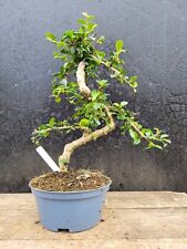 Carmona shohin bonsai for sale  ELGIN