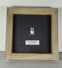 Silver stag beetle for sale  NEWARK