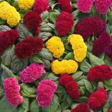 Celosia crested mix for sale  Phoenix