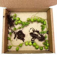 Live string pearls for sale  GUILDFORD