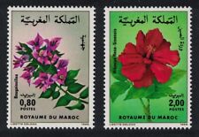 Morocco bougainvillea hibiscus for sale  UK