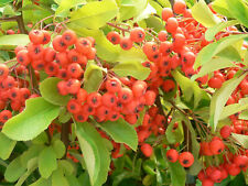 Pyracantha mohave firethorn for sale  STOKE-ON-TRENT
