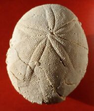 Oursin fossile landes d'occasion  Cuxac-d'Aude