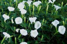 Moonflower seeds white for sale  Sioux City