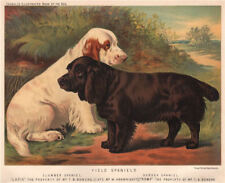 Dogs. field spaniels for sale  LONDON