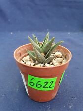 Haworthia tortuosa hybryd 6622p for sale  Shipping to South Africa