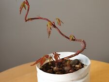 Bonsai acer acero usato  Merate