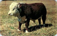 Cows purebred hereford for sale  Tempe